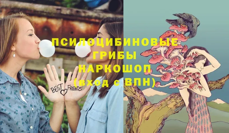 закладка  площадка телеграм  Псилоцибиновые грибы Psilocybe  Чапаевск 
